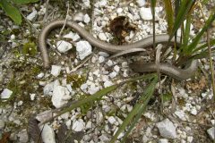 15-Blindschleiche-sucht-warme-Sonne-am-Weg-