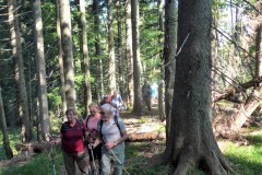 9-Steig-im-Wald-