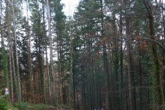 1_2-auf-Forststrasse-Neuweg-steil-hinauf-entlang-Aufhamer-Bach-