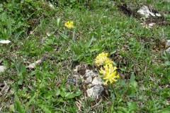 DSC02587-Mittel