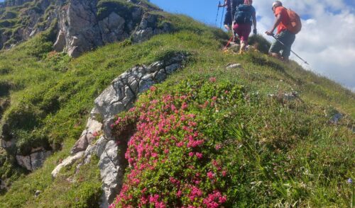 Artikelbild zu Artikel Tagweide 2128 m, Hochkarfelderkopf 2219 m